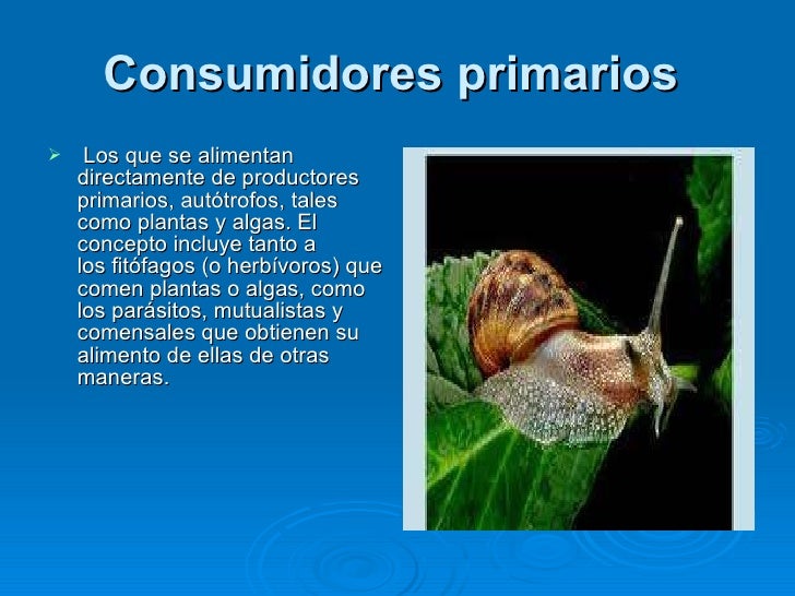 Nivel trófico