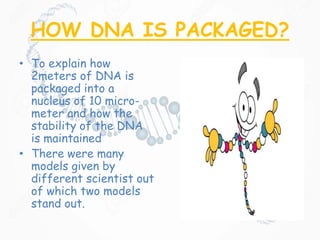 HOW DNA IS PACKAGED?
• To explain how
2meters of DNA is
packaged into a
nucleus of 10 micro-
meter and how the
stability of the DNA
is maintained
• There were many
models given by
different scientist out
of which two models
stand out.
 