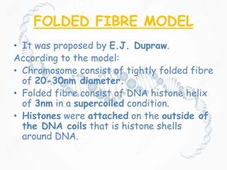 FOLDED FIBRE MODEL
• It was proposed by E.J. Dupraw.
According to the model:
• Chromosome consist of tightly folded fibre
of 20-30nm diameter.
• Folded fibre consist of DNA histone helix
of 3nm in a supercoiled condition.
• Histones were attached on the outside of
the DNA coils that is histone shells
around DNA.
 