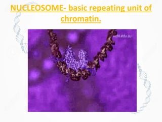 NUCLEOSOME- basic repeating unit of
chromatin.
 
