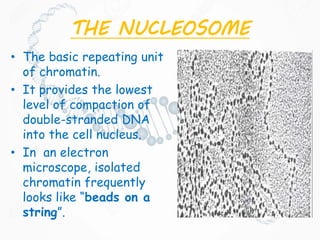 THE NUCLEOSOME
• The basic repeating unit
of chromatin.
• It provides the lowest
level of compaction of
double-stranded DNA
into the cell nucleus.
• In an electron
microscope, isolated
chromatin frequently
looks like “beads on a
string”.
 