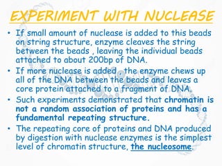 EXPERIMENT WITH NUCLEASE
• If small amount of nuclease is added to this beads
on string structure, enzyme cleaves the string
between the beads , leaving the individual beads
attached to about 200bp of DNA.
• If more nuclease is added , the enzyme chews up
all of the DNA between the beads and leaves a
core protein attached to a fragment of DNA.
• Such experiments demonstrated that chromatin is
not a random association of proteins and has a
fundamental repeating structure.
• The repeating core of proteins and DNA produced
by digestion with nuclease enzymes is the simplest
level of chromatin structure, the nucleosome.
 