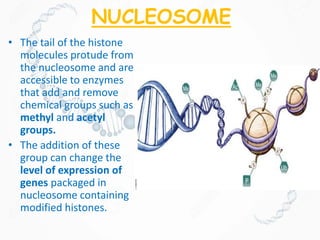 NUCLEOSOME
• The tail of the histone
molecules protude from
the nucleosome and are
accessible to enzymes
that add and remove
chemical groups such as
methyl and acetyl
groups.
• The addition of these
group can change the
level of expression of
genes packaged in
nucleosome containing
modified histones.
 