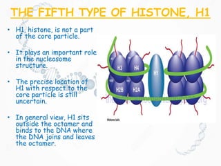 THE FIFTH TYPE OF HISTONE, H1
• H1, histone, is not a part
of the core particle.
• It plays an important role
in the nucleosome
structure.
• The precise location of
H1 with respect to the
core particle is still
uncertain.
• In general view, H1 sits
outside the octamer and
binds to the DNA where
the DNA joins and leaves
the octamer.
 