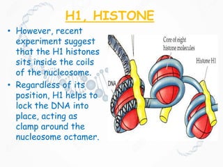 H1, HISTONE
• However, recent
experiment suggest
that the H1 histones
sits inside the coils
of the nucleosome.
• Regardless of its
position, H1 helps to
lock the DNA into
place, acting as
clamp around the
nucleosome octamer.
 
