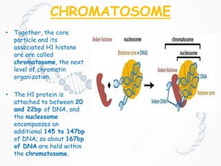 CHROMATOSOME
• Together, the core
particle and its
associated H1 histone
are are called
chromatosome, the next
level of chromatin
organization.
• The H1 protein is
attached to between 20
and 22bp of DNA, and
the nucleosome
encompasses an
additional 145 to 147bp
of DNA; so about 167bp
of DNA are held within
the chromatosome.
 