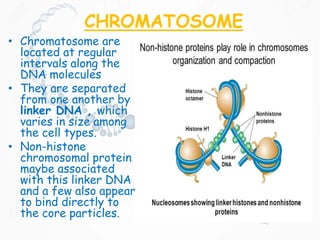 CHROMATOSOME
• Chromatosome are
located at regular
intervals along the
DNA molecules
• They are separated
from one another by
linker DNA , which
varies in size among
the cell types.
• Non-histone
chromosomal protein
maybe associated
with this linker DNA
and a few also appear
to bind directly to
the core particles.
 