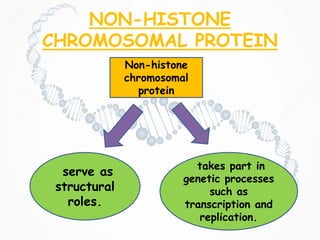 NON-HISTONE
CHROMOSOMAL PROTEIN
Non-histone
chromosomal
protein
serve as
structural
roles.
takes part in
genetic processes
such as
transcription and
replication.
 