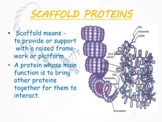 SCAFFOLD PROTEINS
• Scaffold means -
to provide or support
with a raised frame-
work or platform.
• A protein whose main
function is to bring
other proteins
together for them to
interact.
 