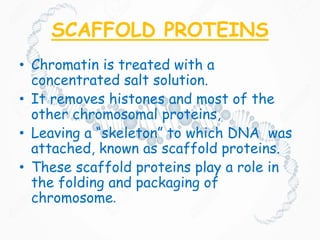 SCAFFOLD PROTEINS
• Chromatin is treated with a
concentrated salt solution.
• It removes histones and most of the
other chromosomal proteins,
• Leaving a “skeleton” to which DNA was
attached, known as scaffold proteins.
• These scaffold proteins play a role in
the folding and packaging of
chromosome.
 