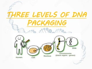 THREE LEVELS OF DNA
PACKAGING
 