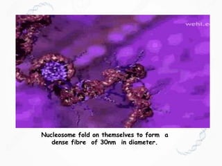 Nucleosome fold on themselves to form a
dense fibre of 30nm in diameter.
 