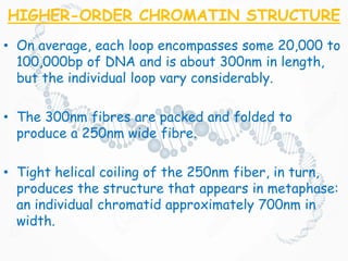 HIGHER-ORDER CHROMATIN STRUCTURE
• On average, each loop encompasses some 20,000 to
100,000bp of DNA and is about 300nm in length,
but the individual loop vary considerably.
• The 300nm fibres are packed and folded to
produce a 250nm wide fibre.
• Tight helical coiling of the 250nm fiber, in turn,
produces the structure that appears in metaphase:
an individual chromatid approximately 700nm in
width.
 