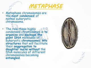 METAPHASE
• Metaphase chromosomes are
the most condensed of
normal eukaryotic
chromosome.
• The role these highly
condensed chromosomes is to
organize and package the
giant DNA molecules of
eukaryotic chromosomes into
structures that will facilitate
their seggregation to
daughter nuclei without the
DNA molecules of different
chromosomes becoming
entangled.
 