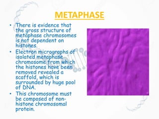 METAPHASE
• There is evidence that
the gross structure of
metaphase chromosomes
is not dependent on
histones.
• Electron micrographs of
isolated metaphase
chromosome from which
the histones have been
removed revealed a
scaffold, which is
surrounded by huge pool
of DNA.
• This chromosome must
be composed of non-
histone chromosomal
protein.
 
