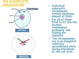 THE EUKARYOTIC
CHROMOSOME • Individual
eukaryotic
chromosome
contain enormous
amount of DNA.
• For all of these
DNA to fit into the
nucleus,
tremendous
packaging and
folding are
required.
• The chromosomes
are in an elongated,
relatively
uncondensed state
during interphase
of the cell cycle.
MEIOSIS
MITOSIS
 