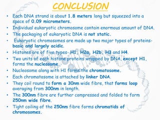 CONCLUSION
• Each DNA strand is about 1.8 meters long but squeezed into a
space of 0.09 micrometers.
• Individual eukaryotic chromosome contain enormous amount of DNA.
• The packaging of eukaryotic DNA is not static.
• Eukaryotic chromosomes are made up two major types of proteins-
basic and largely acidic.
• Histones are of five types- H1, H2a, H2b, H3 and H4.
• Two units of each histone proteins wrapped by DNA, except H1,
forms the nucleosome.
• Nucleosome along with H1 forms the chromatosome.
• Each chromatosome is attached by linker DNA.
• They coil round to form a 30nm wide fibre, that forms loop
averaging from 300nm in length.
• The 300nm fibre are further compressed and folded to form
250nm wide fibre.
• Tight coiling of the 250nm fibre forms chromatids of
chromosomes.
 