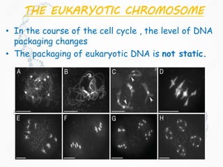 THE EUKARYOTIC CHROMOSOME
• In the course of the cell cycle , the level of DNA
packaging changes
• The packaging of eukaryotic DNA is not static.
 