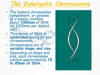 The Eukaryotic Chromosome
• The haploid chromosome
complement, or genome,
of a human contains
about 1000mm of DNA
(or 2000mm per diploid
cell).
• This meter of DNA is
subdivided among 23 pair
chromosomes.
• Chromosomes are of
variable shape and size.
• Depending on shape and
size, each chromosome
contain approximately 15
to 85mm of DNA.
 