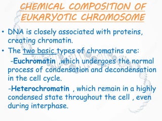 CHEMICAL COMPOSITION OF
EUKARYOTIC CHROMOSOME
• DNA is closely associated with proteins,
creating chromatin.
• The two basic types of chromatins are:
-Euchromatin ,which undergoes the normal
process of condensation and decondensation
in the cell cycle.
-Heterochromatin , which remain in a highly
condensed state throughout the cell , even
during interphase.
 