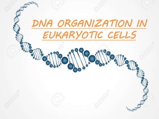 DNA ORGANIZATION IN
EUKARYOTIC CELLS
 