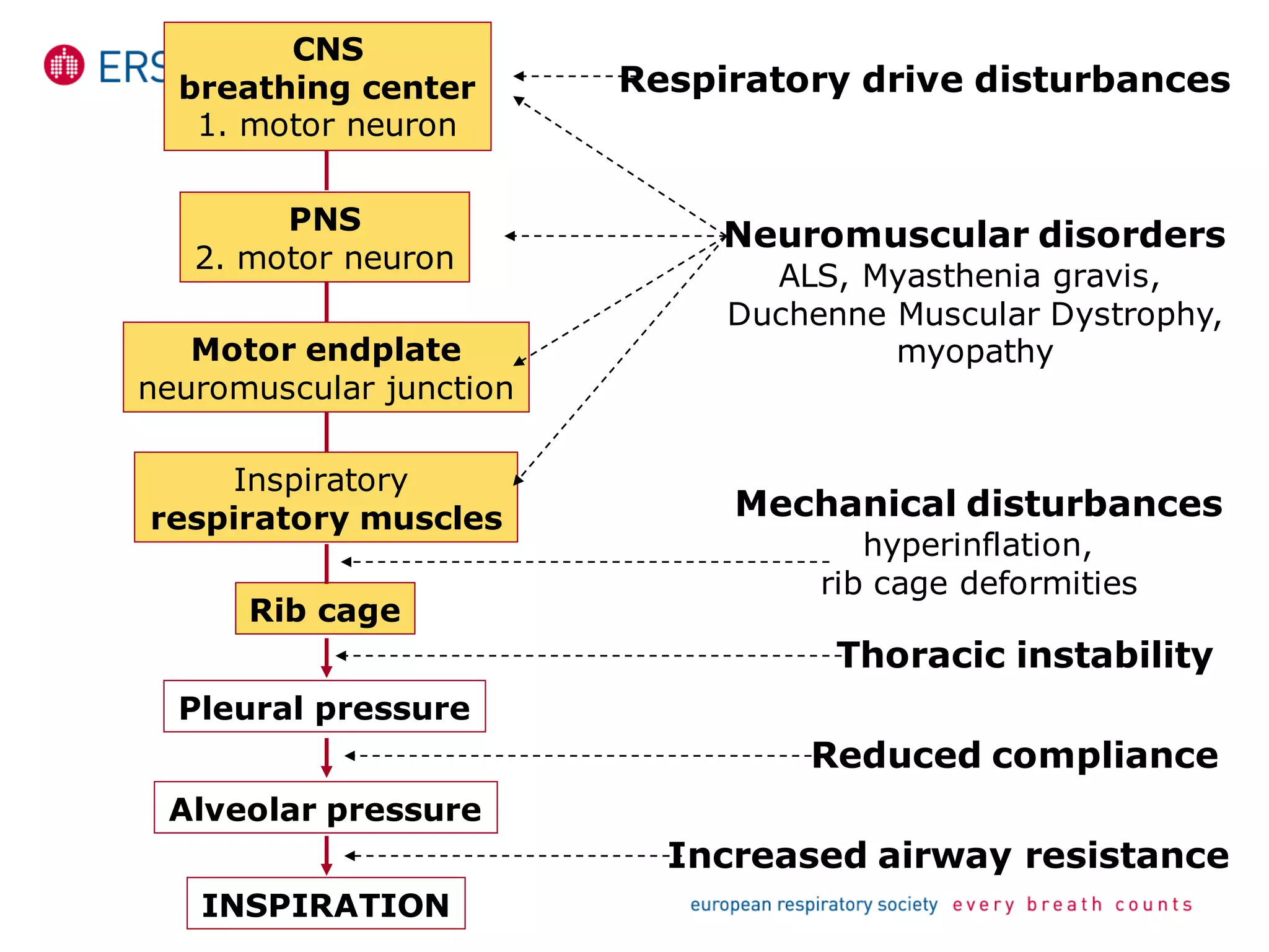 CNS
breathing center
1. motor neuron
PNS
2. motor neuron
Motor endplate
neuromuscular junction
Inspiratory
respiratory muscles
Rib cage
Pleural pressure
Alveolar pressure
INSPIRATION
Respiratory drive disturbances
Neuromuscular disorders
ALS, Myasthenia gravis,
Duchenne Muscular Dystrophy,
myopathy
Mechanical disturbances
hyperinflation,
rib cage deformities
Thoracic instability
Reduced compliance
Increased airway resistance
 