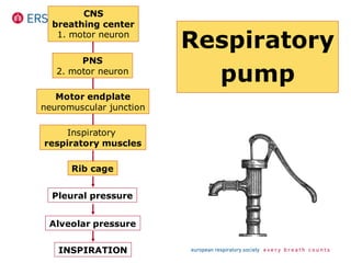 CNS
breathing center
1. motor neuron
PNS
2. motor neuron
Motor endplate
neuromuscular junction
Inspiratory
respiratory muscles
Rib cage
Pleural pressure
Alveolar pressure
INSPIRATION
Respiratory
pump
 