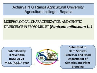 MORPHOLOGICAL CHARACTERIZATIONANDGENETIC
DIVERGENCE IN PROSOMILLET (Panicum miliaceum L. )
Acharya N G Ranga Agricultural University,
Agricultural college, Bapatla
Submitted to
Dr. T. Srinivas
Professor and Head
Department of
Genetics and Plant
breeding
Submitted by
D.Niveditha
BAM-20-21
M.Sc. (Ag.)1st year
 