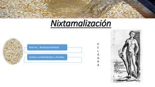 Nixtamalización
Niacina Biodisponibilidad
Unida a carbohidratos y fenoles
P
E
L
A
G
R
A
 