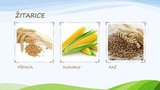 ŽITARICE
PŠENICA KUKURUZ RAŽ
 