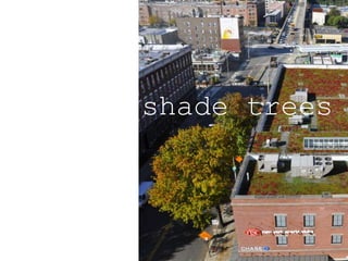 shade trees
 
