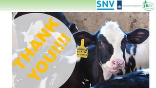 Total diet ration balancing software for dairy cows