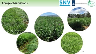 Forage observations
9
 