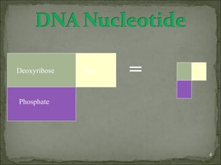 4 
Deoxyribose 
Phosphate 
Base = 
 