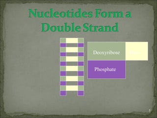 5 
Deoxyribose 
Phosphate 
Base 
 