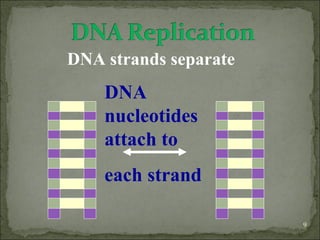 9 
DNA strands separate 
DNA 
nucleotides 
attach to 
each strand 
 