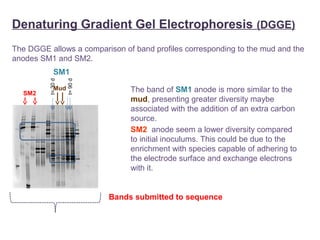 Denaturing Gradient Gel Electrophoresis (DGGE)
The DGGE allows a comparison of band profiles corresponding to the mud and the
anodes SM1 and SM2.
The band of SM1 anode is more similar to the
mud, presenting greater diversity maybe
associated with the addition of an extra carbon
source.
t=30d
t=90d
SM2  anode seem a lower diversity compared
to initial inoculums. This could be due to the
enrichment with species capable of adhering to
the electrode surface and exchange electrons
with it.
Bands submitted to sequence
SM2
SM1
Mud
 
