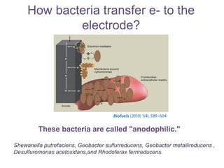 How bacteria transfer e- to the
electrode?
These bacteria are called "anodophilic."
Shewanella putrefaciens, Geobacter sulfurreducens, Geobacter metallireducens ,
Desulfuromonas acetoxidans,and Rhodoferax ferrireducens.
 