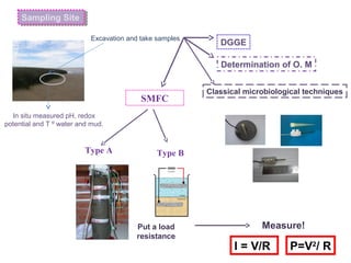 Excavation and take samples
SMFC
In situ measured pH, redox
potential and T º water and mud.
Put a load
resistance
Type BType A
Measure!
Sampling SiteSampling Site
DGGE
Determination of O. M
P=V2
/ RI = V/R
Classical microbiological techniques
 