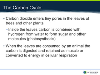 The Carbon Cycle
• Carbon dioxide enters tiny pores in the leaves of
trees and other plants
• Inside the leaves carbon is combined with
hydrogen from water to form sugar and other
molecules (photosynthesis)
• When the leaves are consumed by an animal the
carbon is digested and retained as muscle or
converted to energy in cellular respiration
 