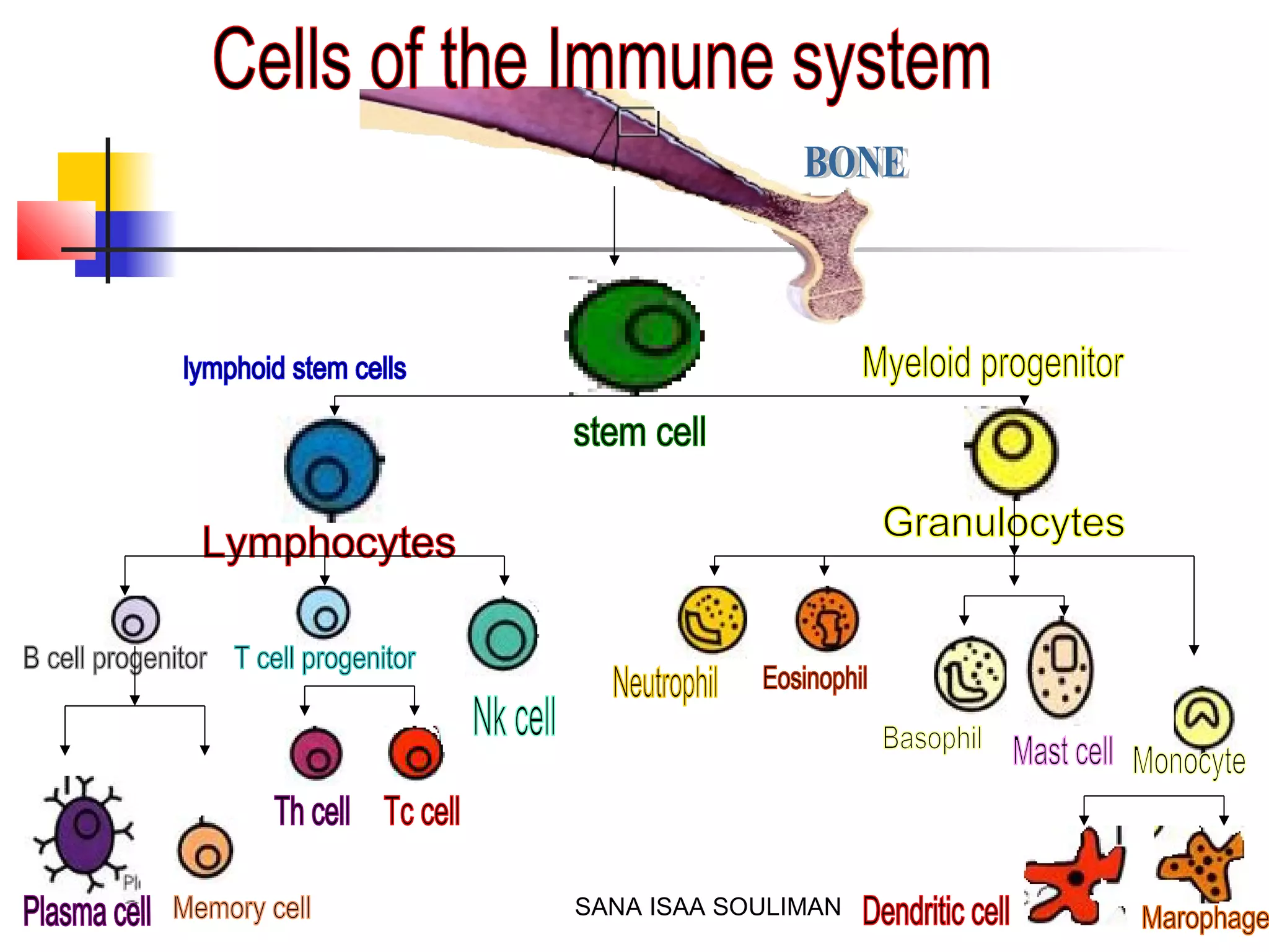 Natural Killer Cells Ppt