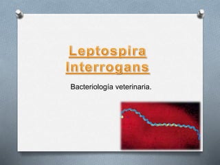 Bacteriología veterinaria.
 