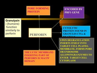 Perforin Function Nk cells in viral immunity | PPT