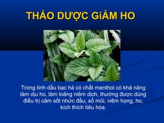 THẢO DƯỢC GiẢM HOTHẢO DƯỢC GiẢM HO
Trong tinh dầu bạc hà có chất menthol có khả năng
làm dịu ho, làm loãng niêm dịch, thường được dùng
điều trị cảm sốt nhức đầu, sổ mũi, viêm họng, ho,
kích thích tiêu hóa.
 