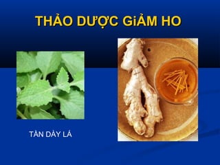 THẢO DƯỢC GiẢM HOTHẢO DƯỢC GiẢM HO
TẦN DÀY LÁ
 