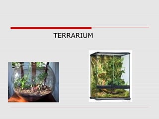 TERRARIUM
 