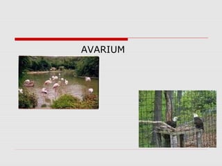AVARIUM
 