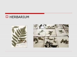  HERBARIUM
 