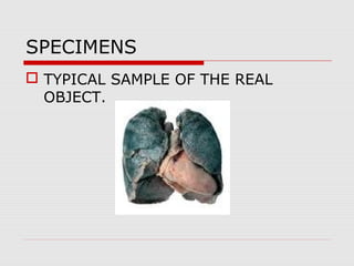 SPECIMENS
 TYPICAL SAMPLE OF THE REAL
OBJECT.
 
