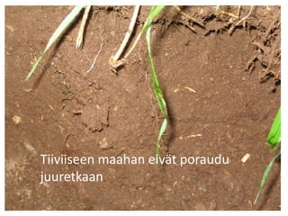 Tiiviiseen maahan eivät poraudu
juuretkaan.
 